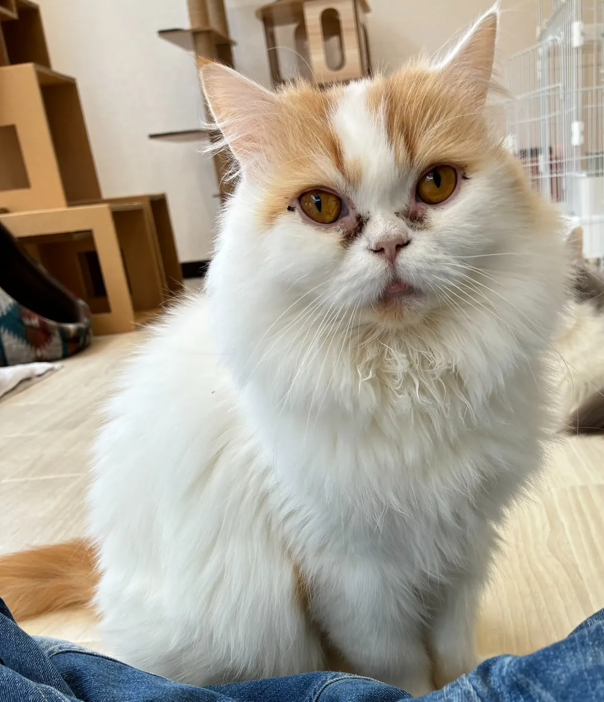 お店の保護猫紹介!第6弾!!