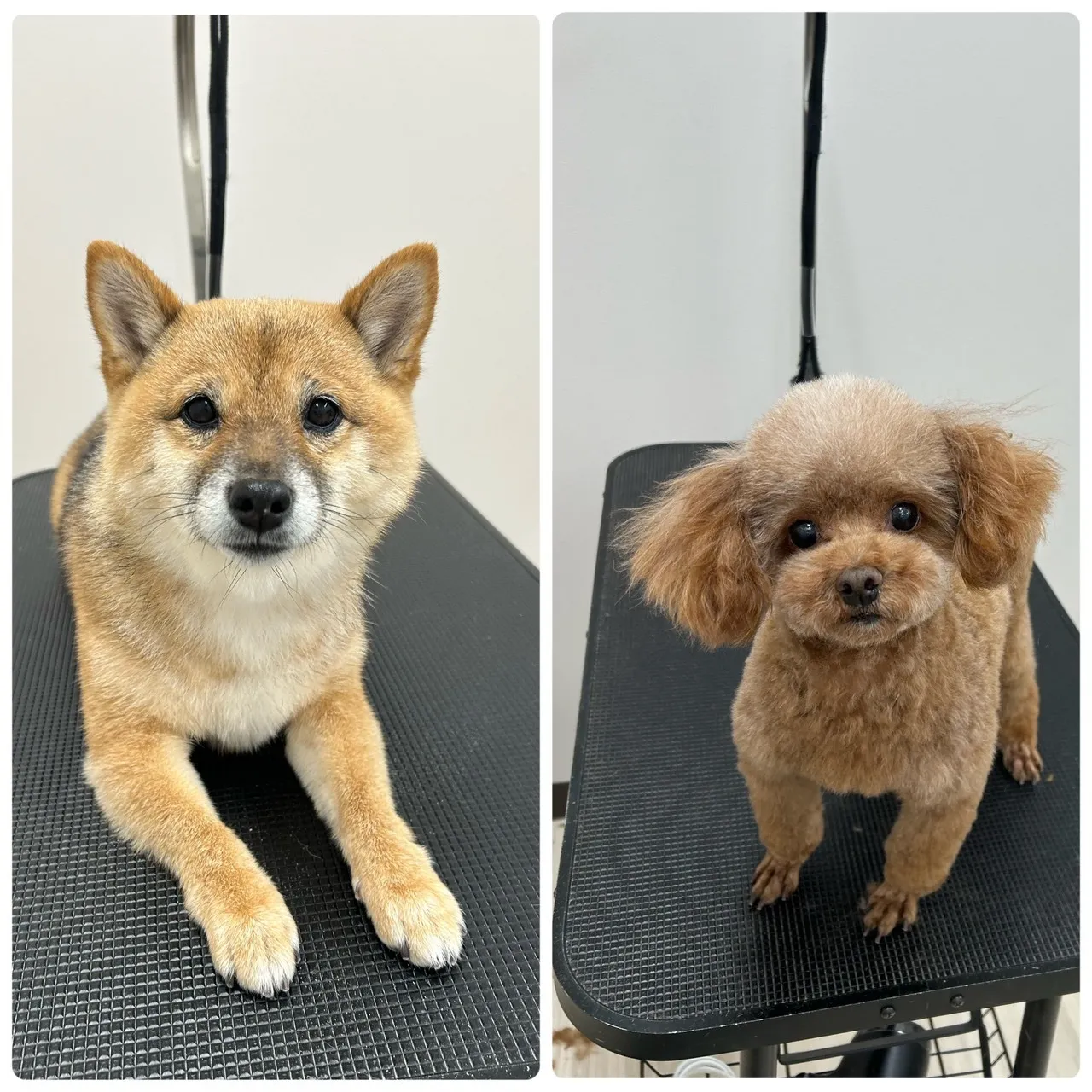 里帰りトリミングでした~♪