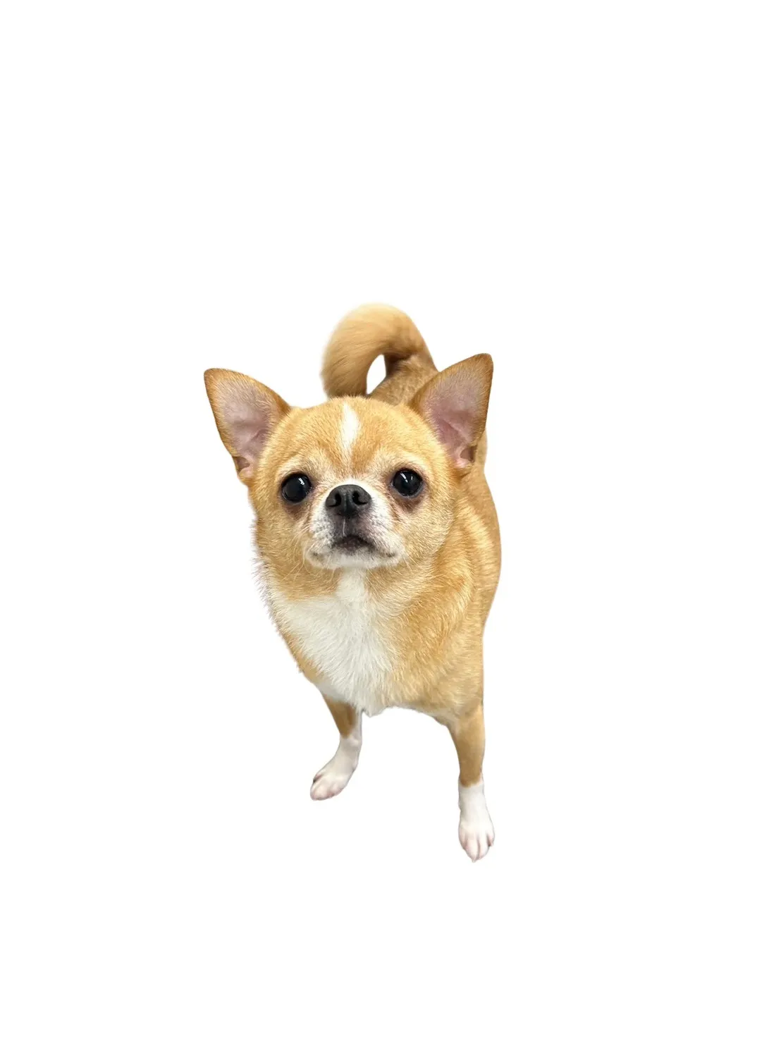 お店の保護犬紹介!第7弾!!