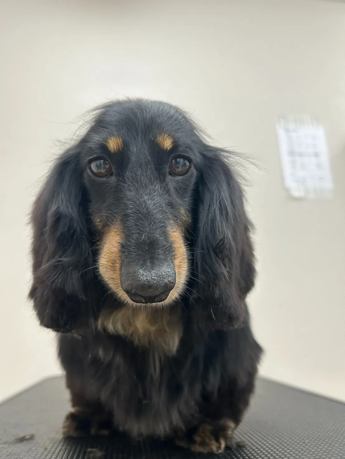 里帰りトリミングでした~♪