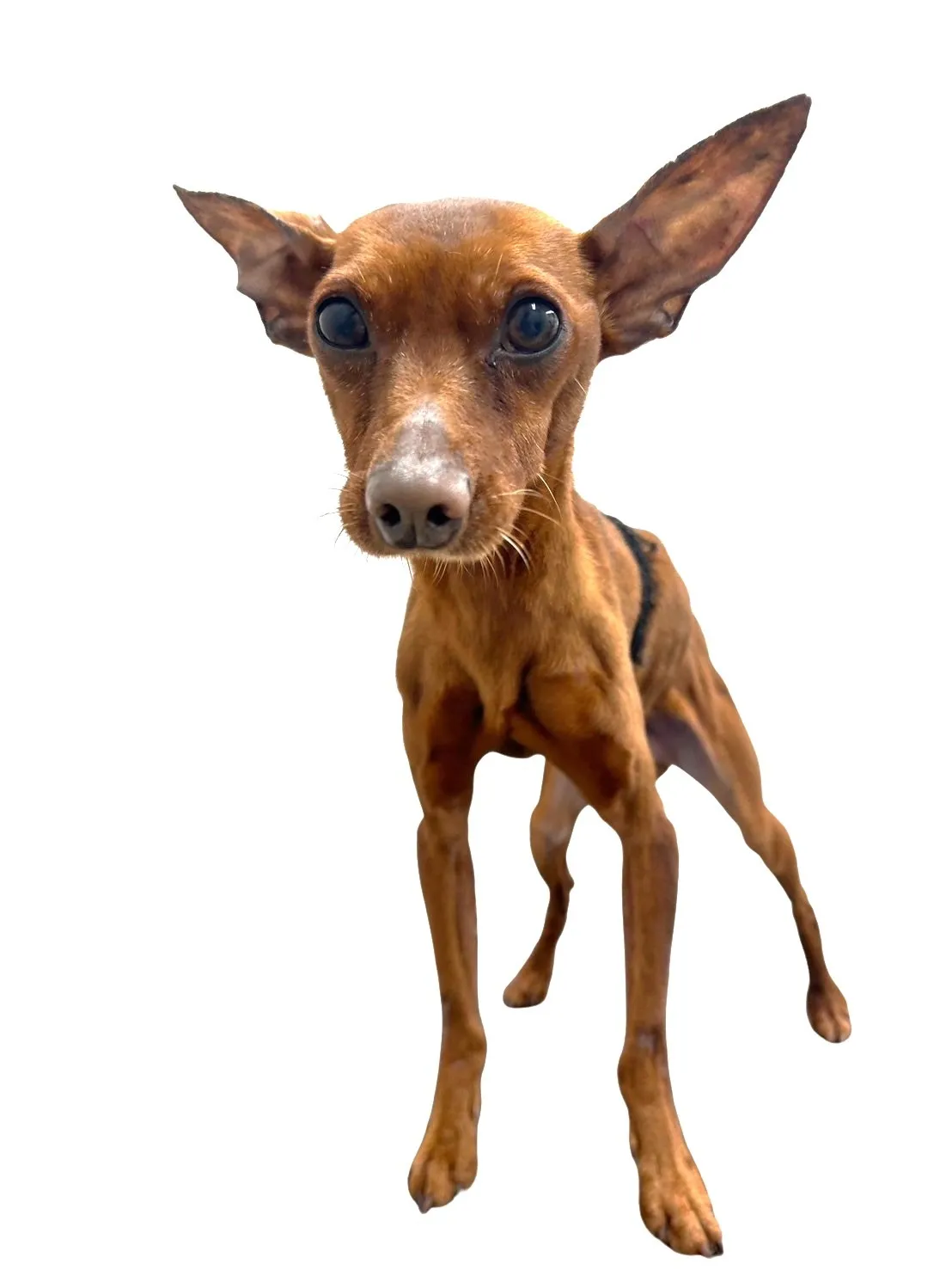 お店の保護犬紹介!第15弾!!