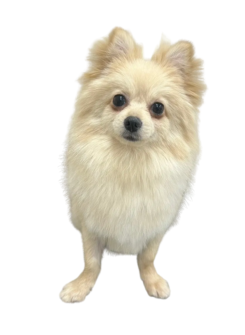 お店の保護犬紹介!第16弾!!