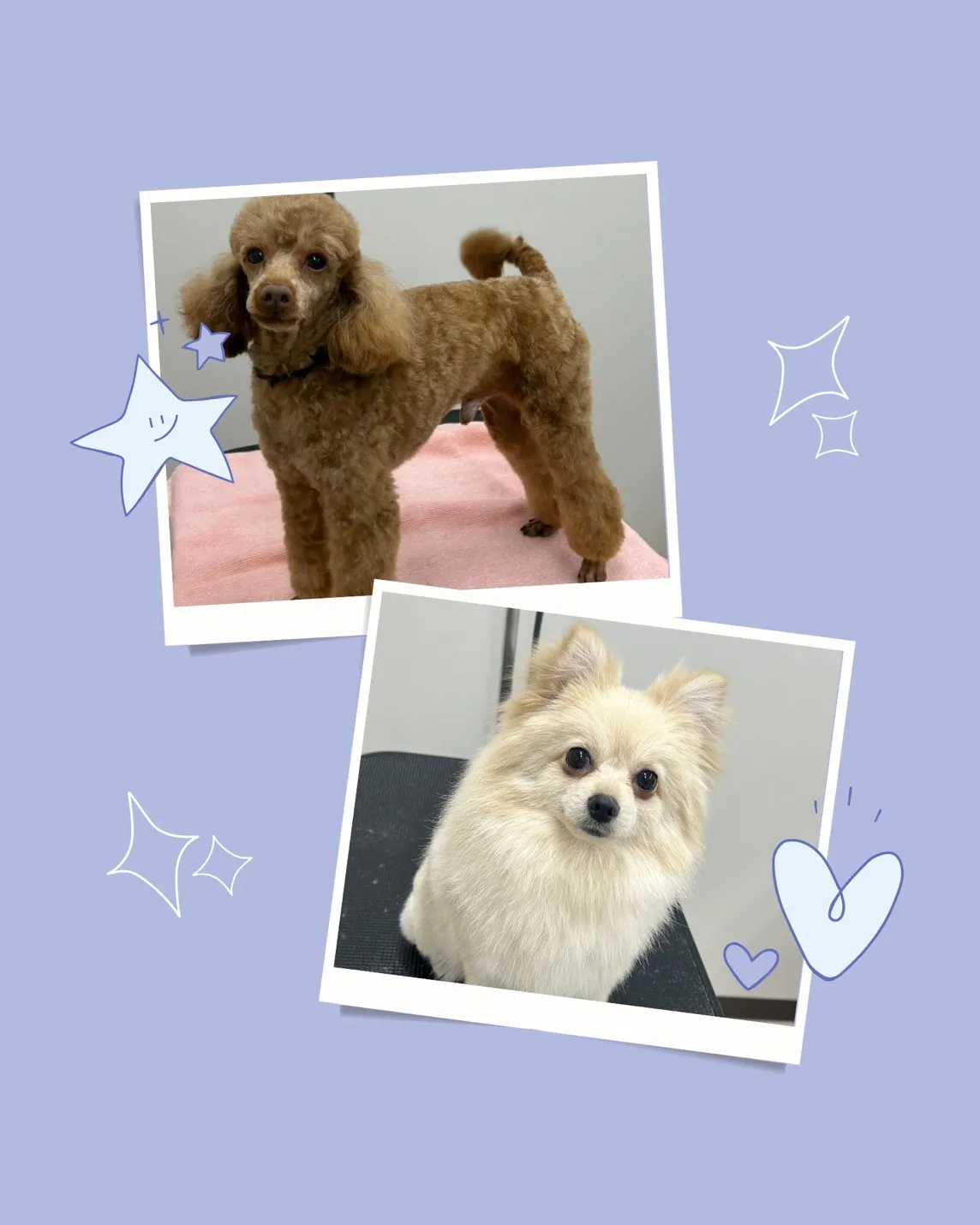 お店わんこのトリミング行いました~♪