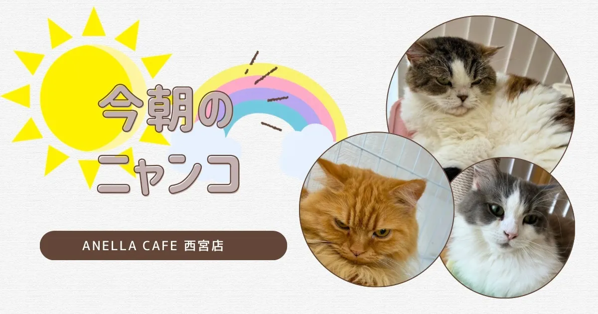 今朝のニャンコ達の様子です~♪